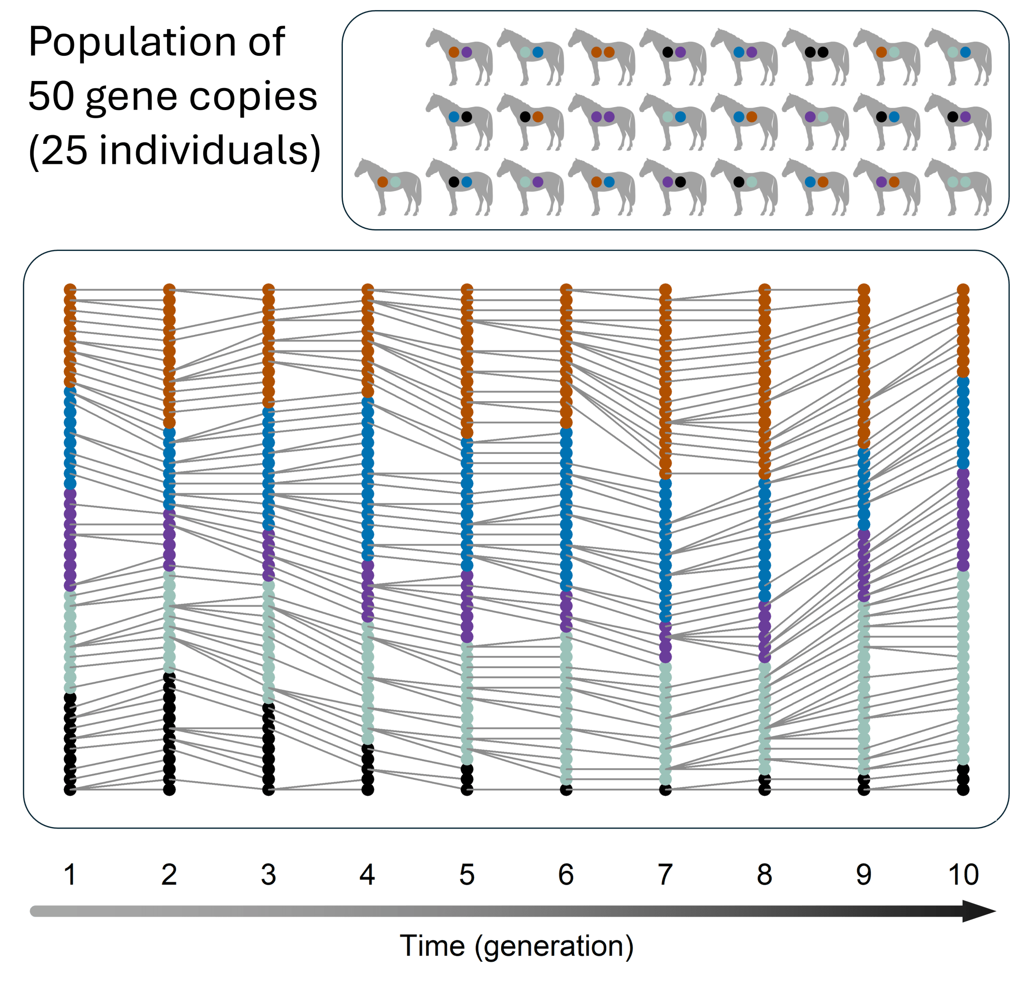 The effective population size – and why it matters – GINAMO blog